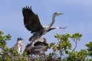 Abflug nach dem Füttern der Graureiher (Ardea cinerea)