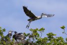 Abflug nach dem Füttern der Graureiher (Ardea cinerea)