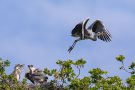 Abflug nach dem Füttern der Graureiher (Ardea cinerea)