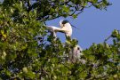 Fütterung der Graureiher (Ardea cinerea)