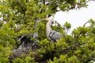 Fütterung der Graureiher (Ardea cinerea)