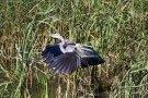 Graureiher (Ardea cinerea)