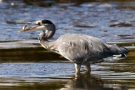 Graureiher (Ardea cinerea)