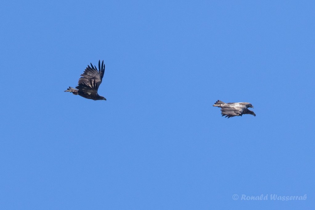 Seeadler Haliaeetus albicilla