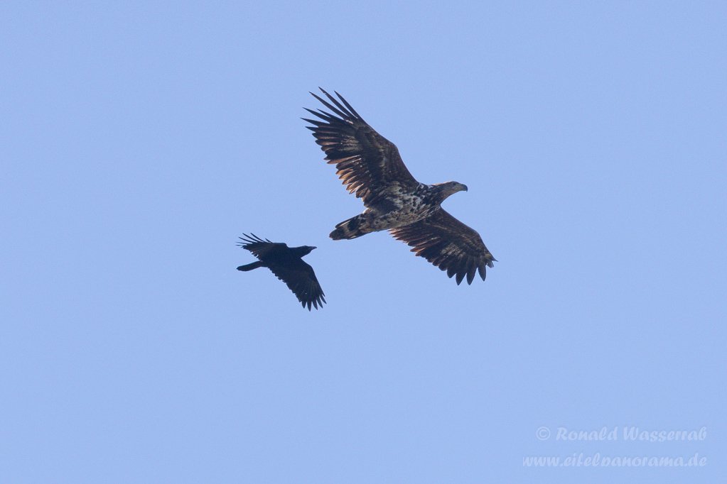 Rabe hasst Seeadler an