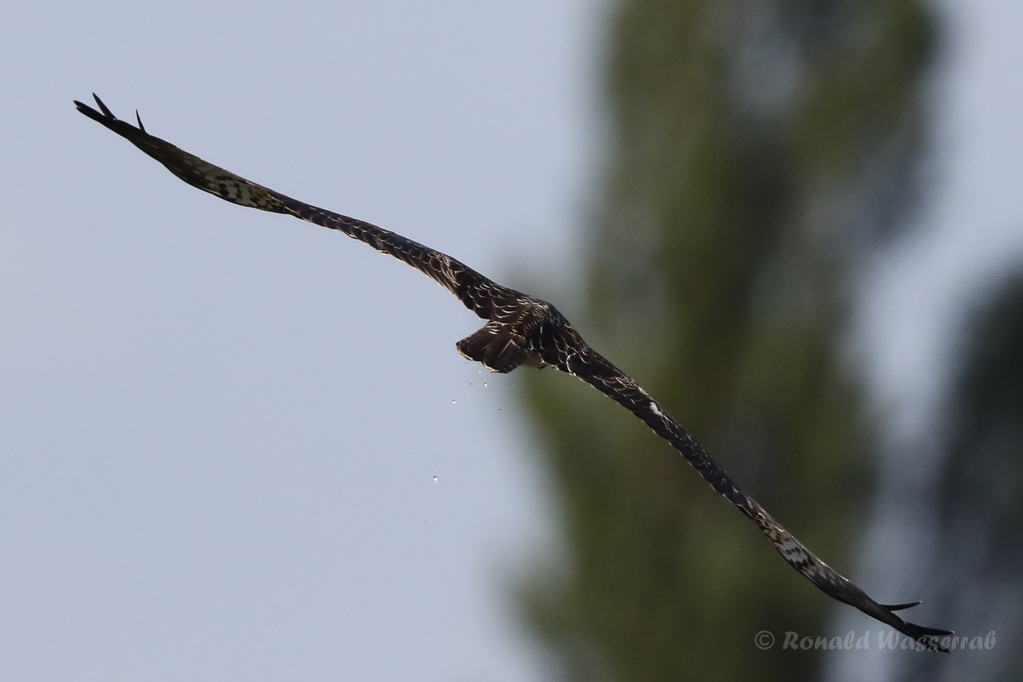 Fischadler (Pandion haliaetus) in Moos