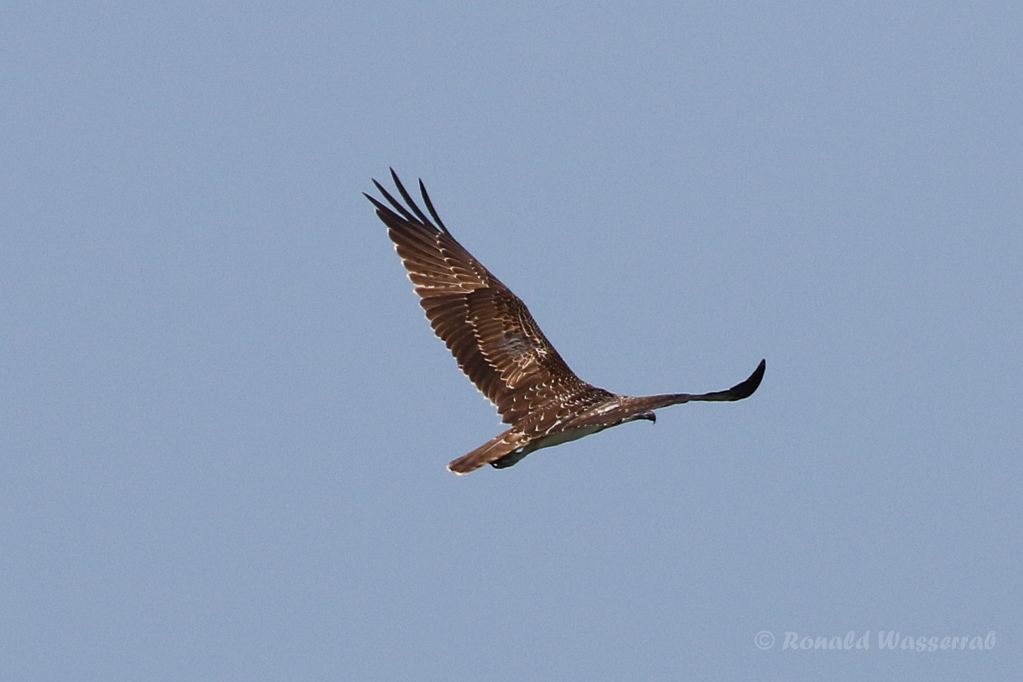 Fischadler (Pandion haliaetus) in Moos