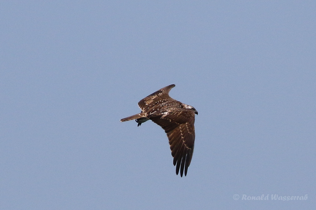 Fischadler (Pandion haliaetus) in Moos
