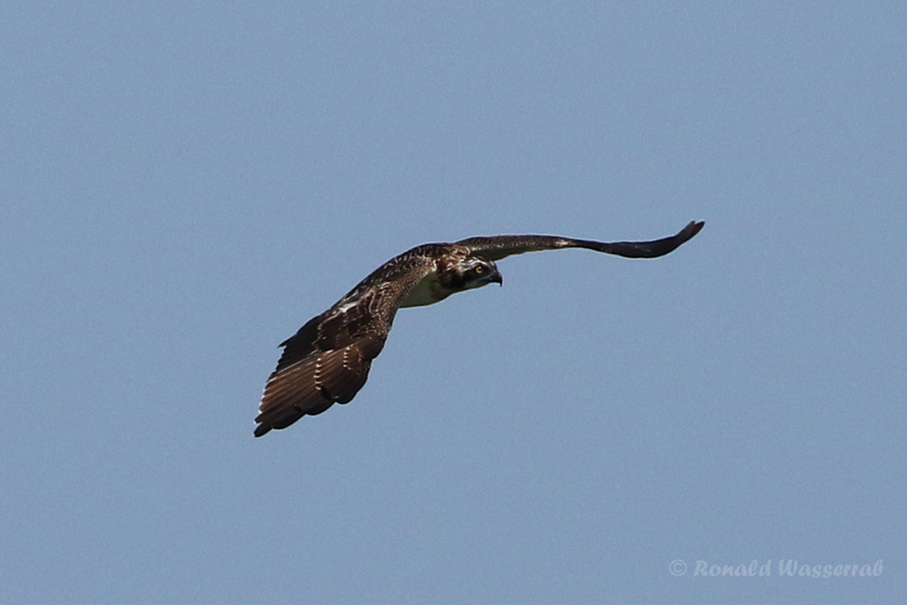 Fischadler (Pandion haliaetus) in Moos
