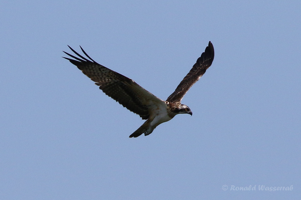 Fischadler (Pandion haliaetus) in Moos