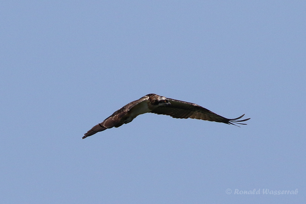 Fischadler (Pandion haliaetus) in Moos