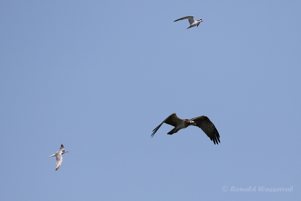 Fischadler (Pandion haliaetus) in Moos