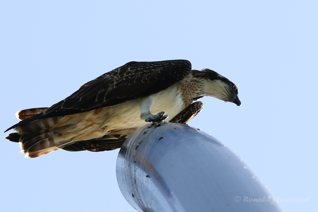 Fischadler (Pandion haliaetus) in Moos