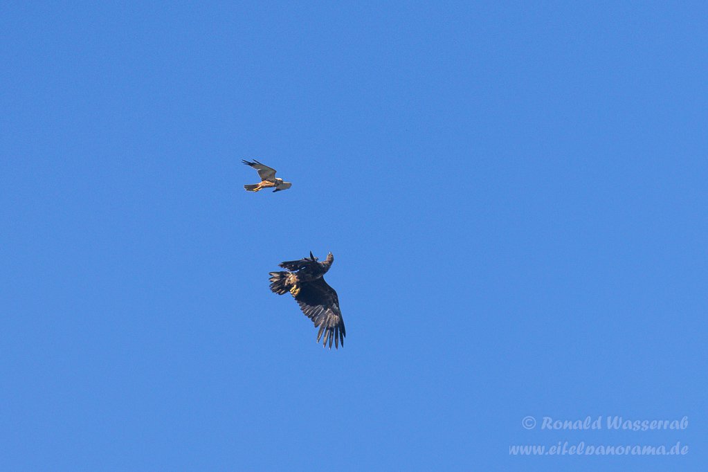 Streit zwischen Rohrweihe und Seeadler