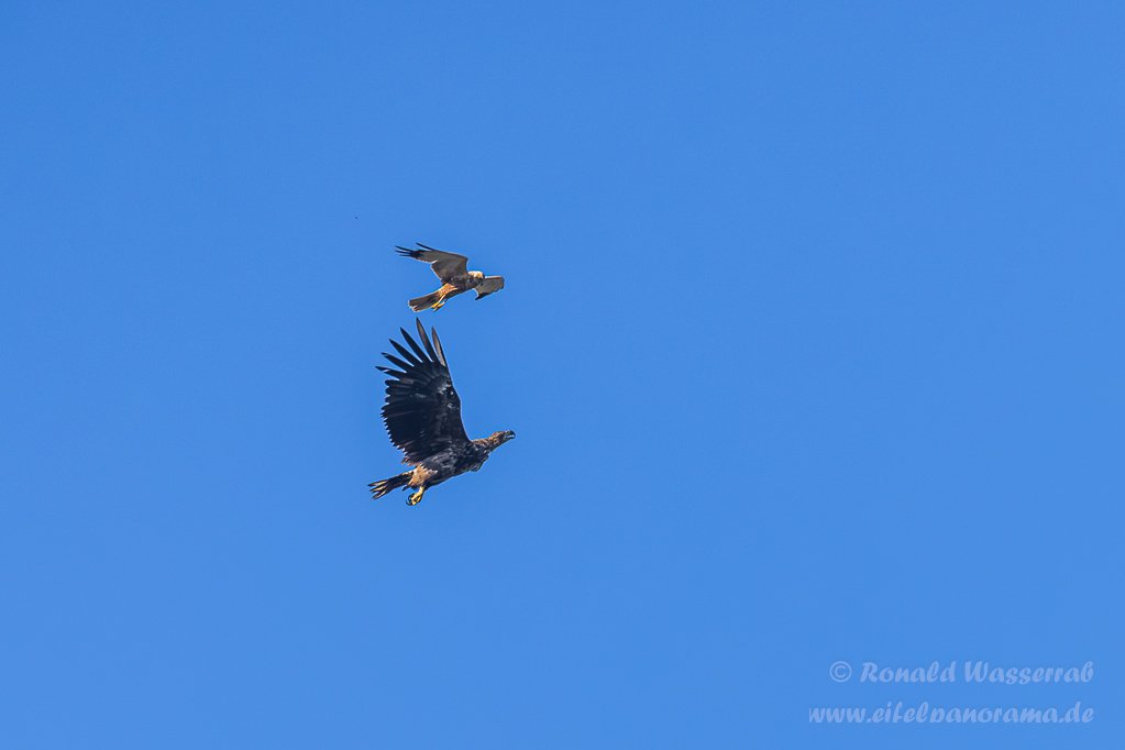 Streit zwischen Rohrweihe und Seeadler