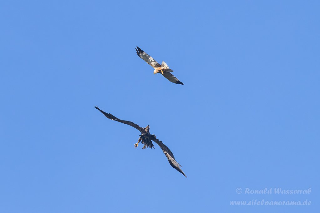 Streit zwischen Rohrweihe und Seeadler