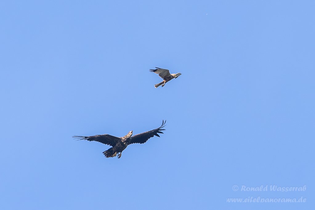 Streit zwischen Rohrweihe und Seeadler