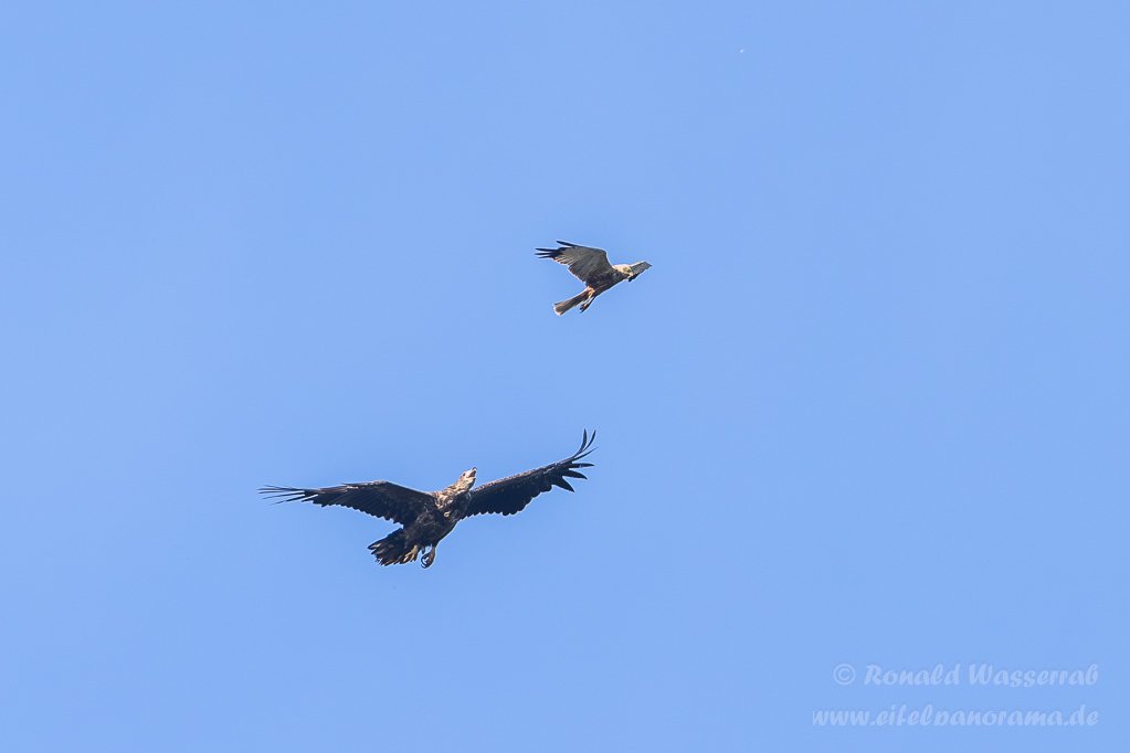 Streit zwischen Rohrweihe und Seeadler
