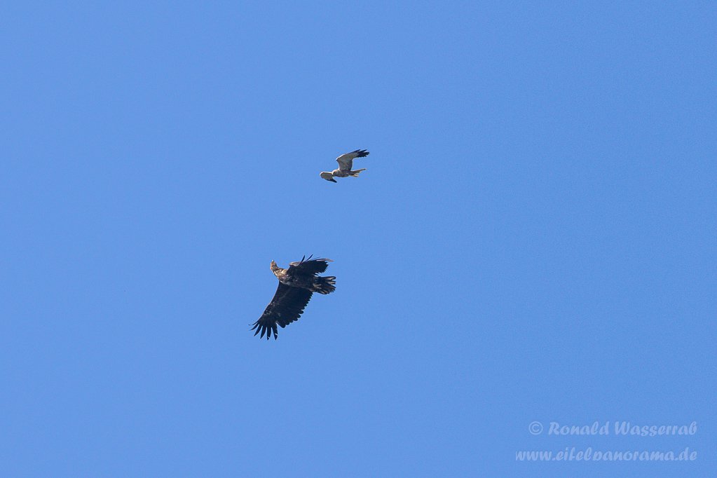Streit zwischen Rohrweihe und Seeadler
