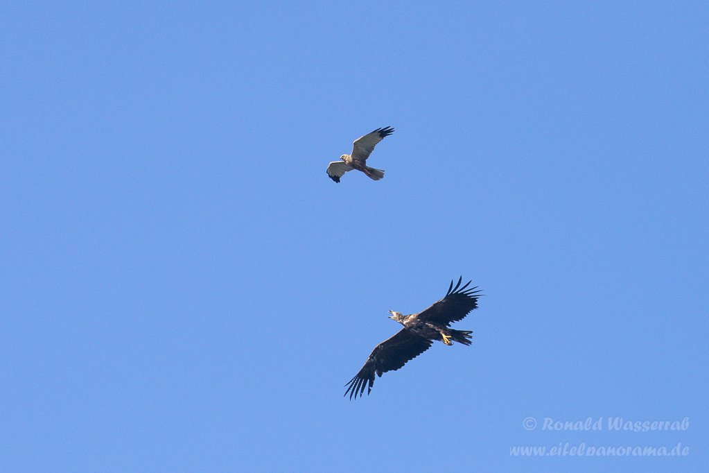 Streit zwischen Rohrweihe und Seeadler