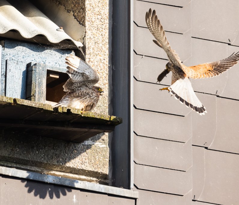 Turmfalke (Falco tinnunculus) mit Brautgeschenk