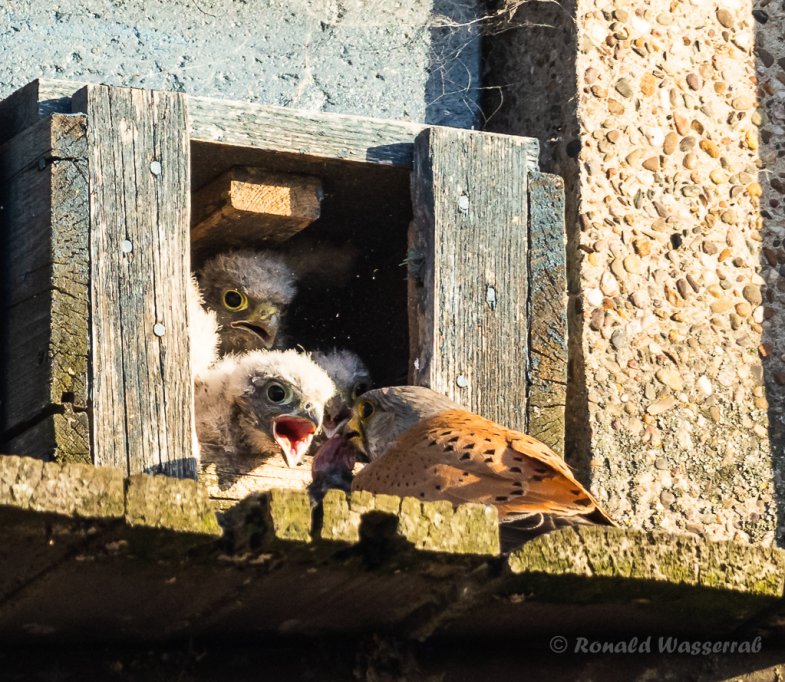Futterübergabe an die kleinen Turmfalken