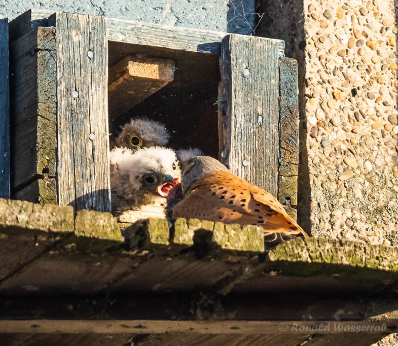Futterübergabe an die Turmfalken-Nestlinge