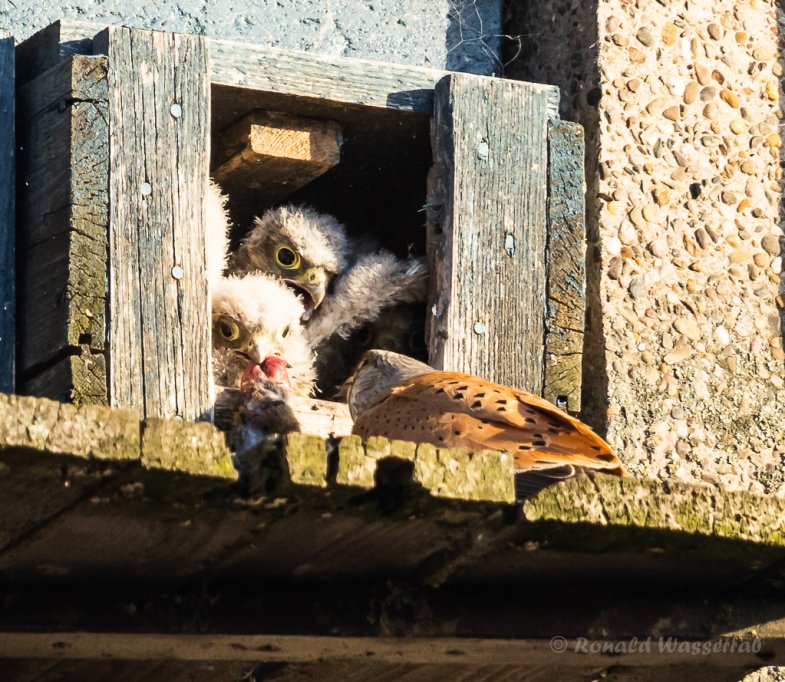 Futterübergabe an die Turmfalken-Nestlinge