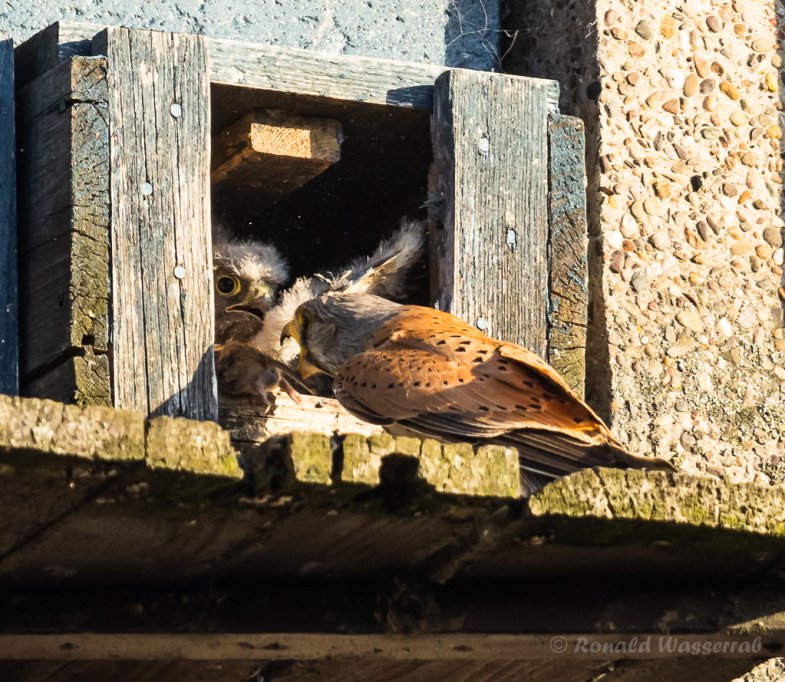 Futterübergabe an die Turmfalken-Nestlinge