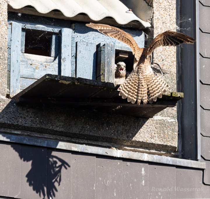 Aber vorher gibt es noch einen Vogel als Festmahl