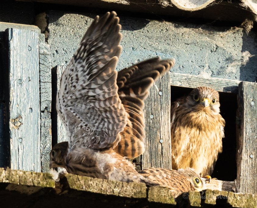 Flugübungen stählen die Muskeln der Turmfalken