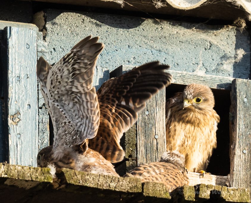 Flugübungen stählen die Muskeln der Turmfalken