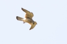 Turmfalke (Falco tinnunculus)