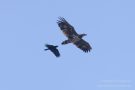 Rabe hasst Seeadler an