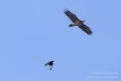 Rabe hasst Seeadler an