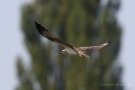 Fischadler (Pandion haliaetus) in Moos