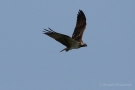 Fischadler (Pandion haliaetus) in Moos