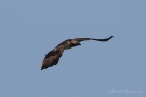 Fischadler (Pandion haliaetus) in Moos
