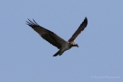 Fischadler (Pandion haliaetus) in Moos