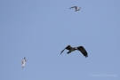 Fischadler (Pandion haliaetus) in Moos