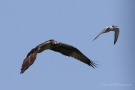 Fischadler (Pandion haliaetus) in Moos