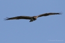 Fischadler (Pandion haliaetus) in Moos