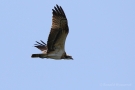 Fischadler (Pandion haliaetus) in Moos