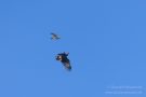 Streit zwischen Rohrweihe und Seeadler