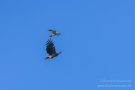 Streit zwischen Rohrweihe und Seeadler