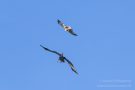 Streit zwischen Rohrweihe und Seeadler