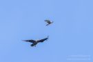 Streit zwischen Rohrweihe und Seeadler