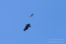 Streit zwischen Rohrweihe und Seeadler