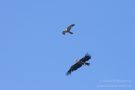 Streit zwischen Rohrweihe und Seeadler