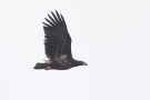 Seeadler (Haliaeetus albicilla)